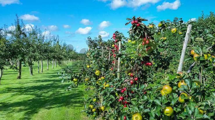 آب خاکستری، راهکاری پایدار برای آبیاری باغات و فضاهای سبز