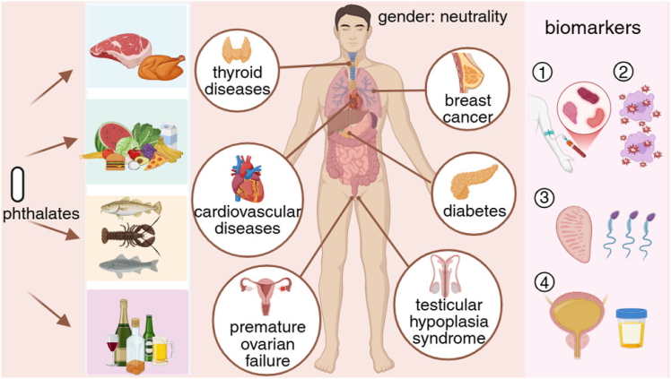 مواد شیمیایی مخرب غدد درون‌ریز (EDCs): راهنمای حذف از محصولات روزمره