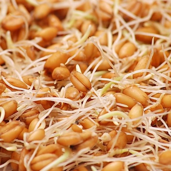 راهنمای کشت انواع جوانه