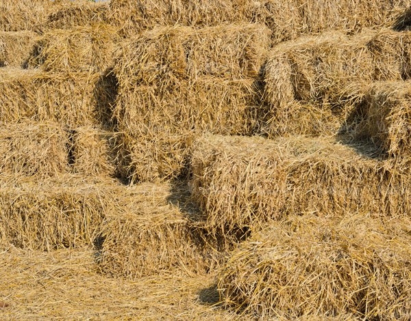 همه چیز در مورد علوفه و غذای دام