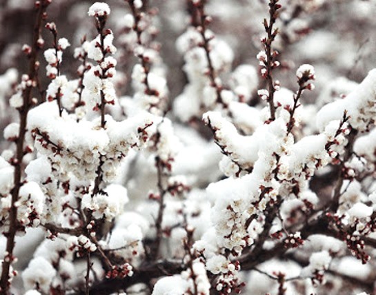 راهکارهای نوین مبارزه با سرمازدگی در باغات