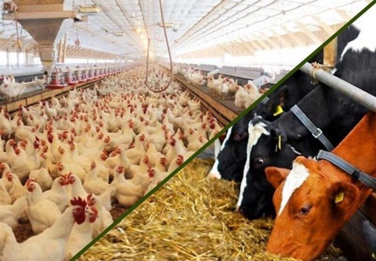 ماشین حساب سود و زیان پروار بندی دام و طیور