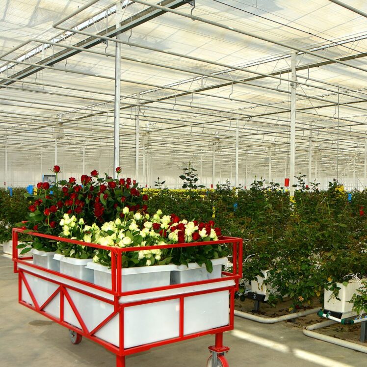 راهنمای جامع تولید گل‌های شاخه بریده در گلخانه: از کشت تا بازار