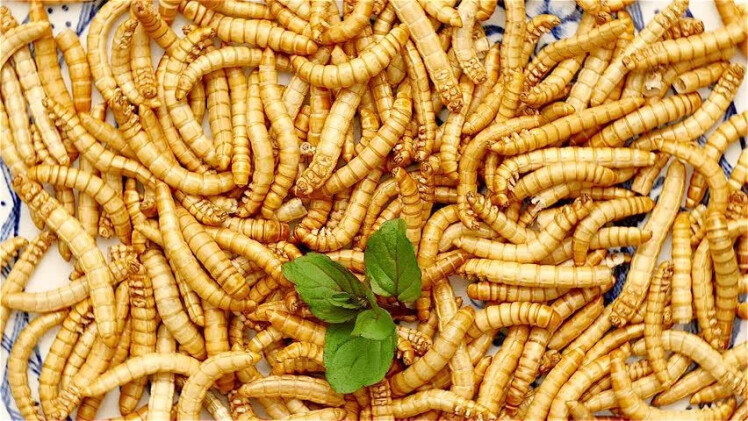 پروتیین موجود در انواع منشا خوراکی
