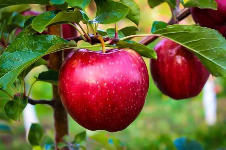 کاشت و فرآوری سیب و انواع نهالهای مقاوم