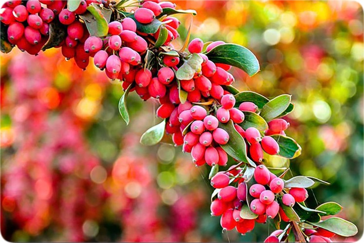 راهنمای جامع کاشت و فرآوری زرشک